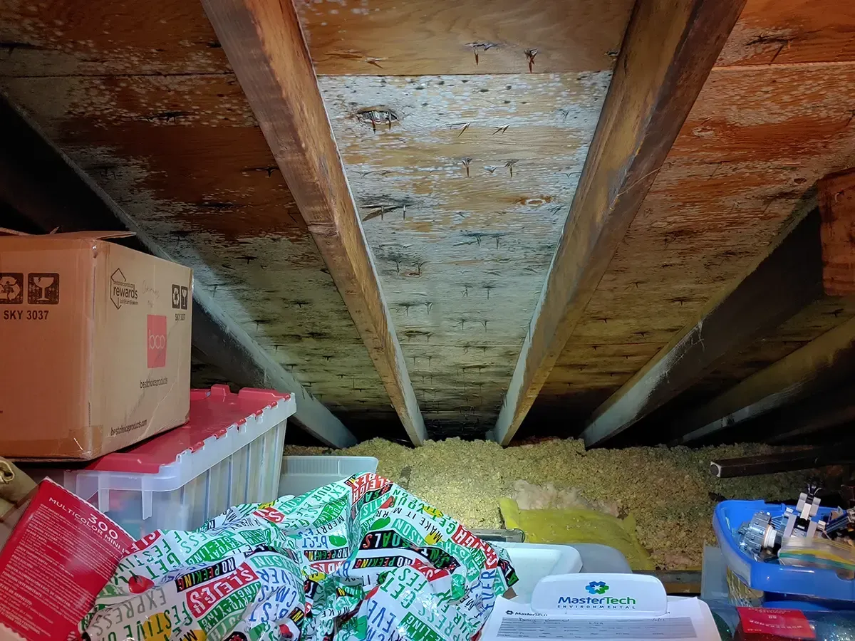 Mold remediation Morristown NJ 4