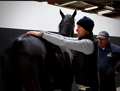 Equine Surgery, Emergency, Fethard Equine Hospital, FEH, Equine Vets ireland, arthroscopy, equine practice