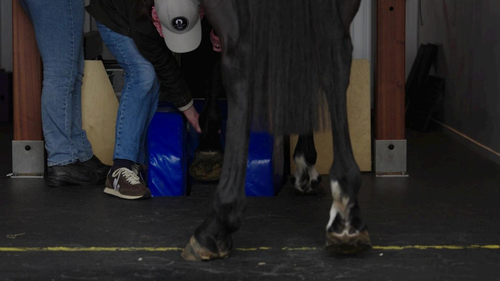 Lameness evaluation, Fethard Equine Hospital, MRI