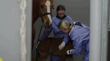 Equine Internal Medicine, Fethard Equine Hospital, Fethard, Vets, Horses, Equine Nurse
