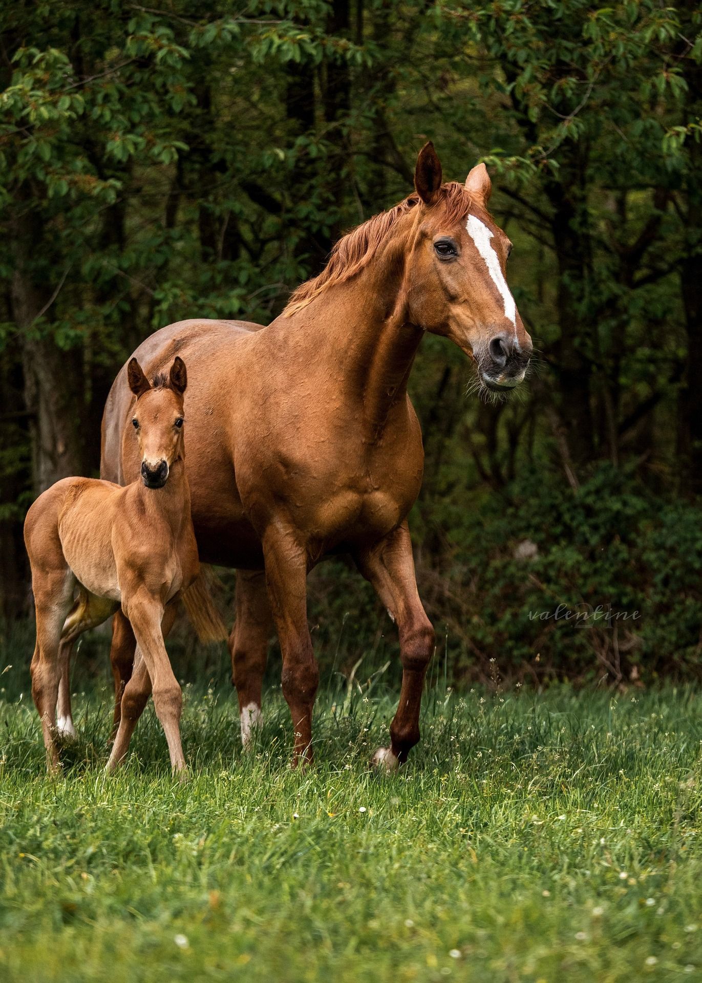 Brown mare and foal in a grassy field near trees. Mare has a white blaze.