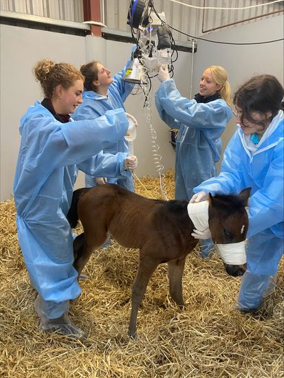 Internal Medicine, neonatal, ICU, Equine hospital