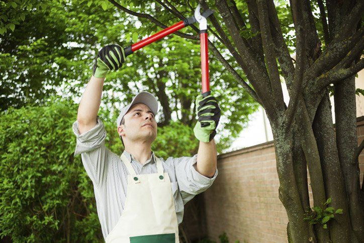 tree trimming