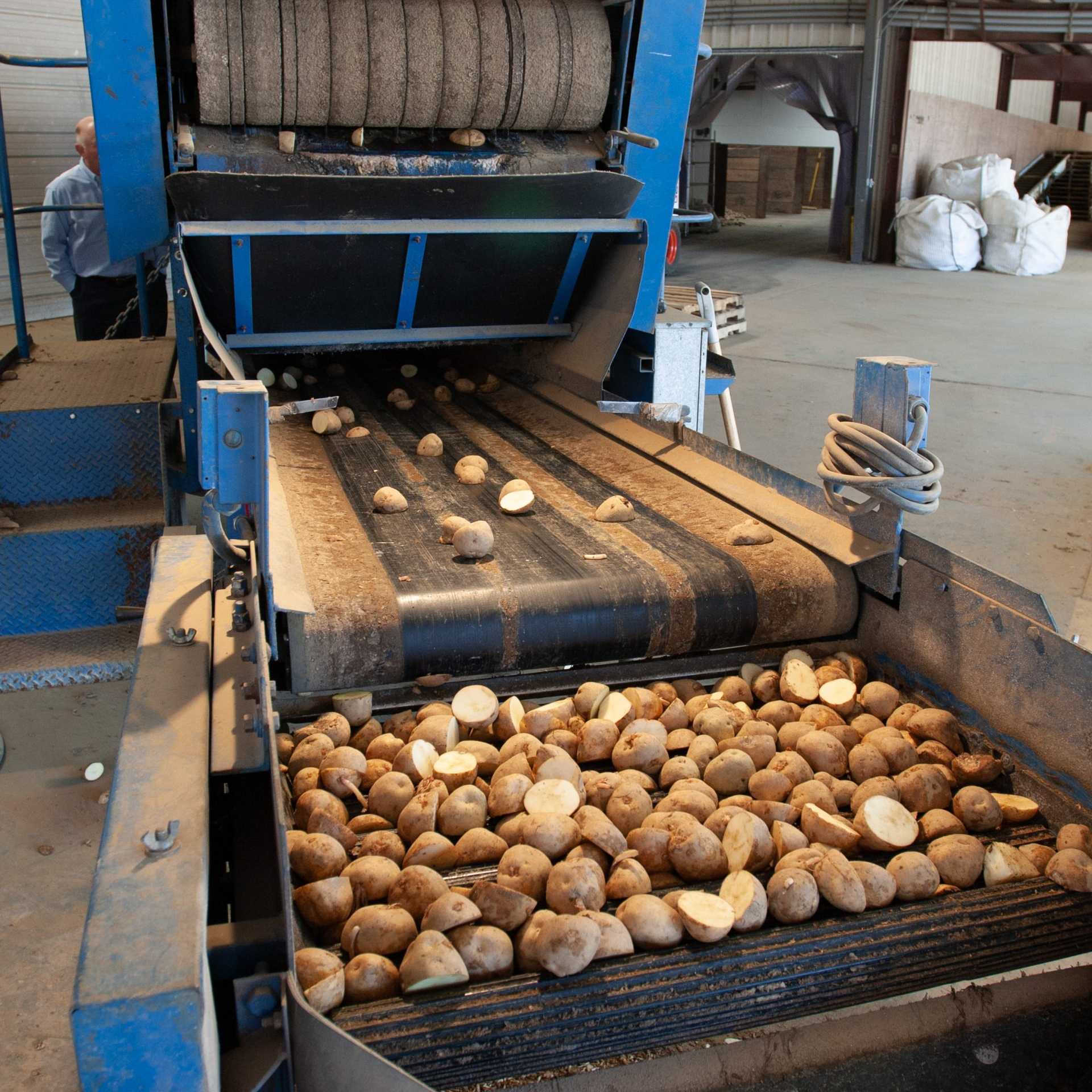 Conveyor Belt with Potatoes