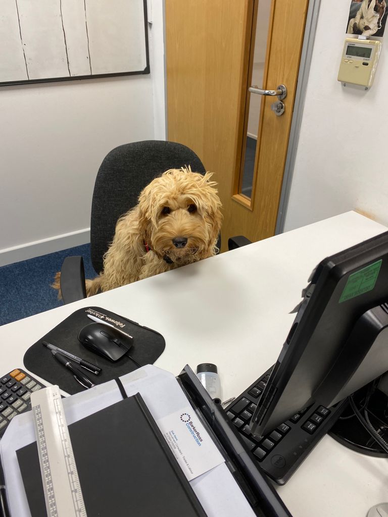 Dog sitting at a desk