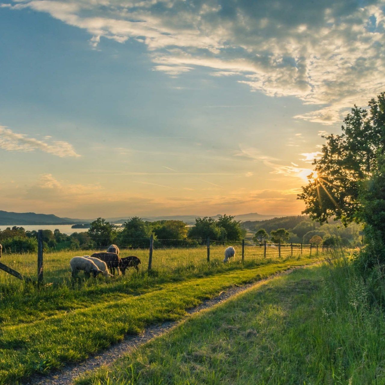 A herd of sheep grazing in a grassy field at sunset.