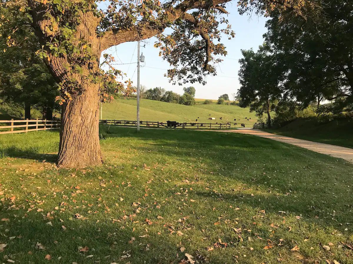 open field with cattle
