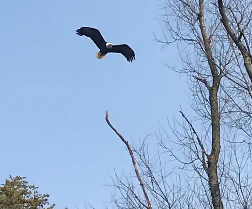 bald eagle