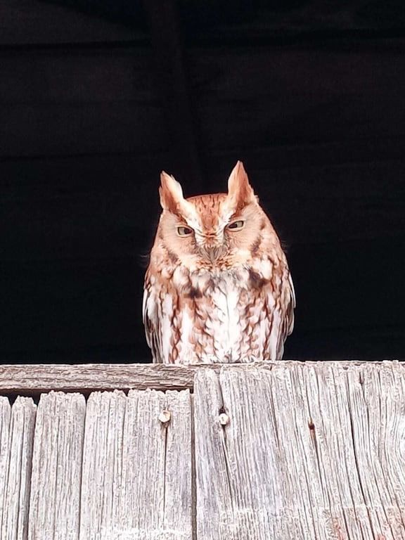 screech owl