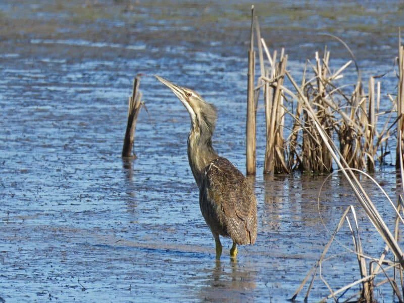 A bird with a long beak is standing in the water.