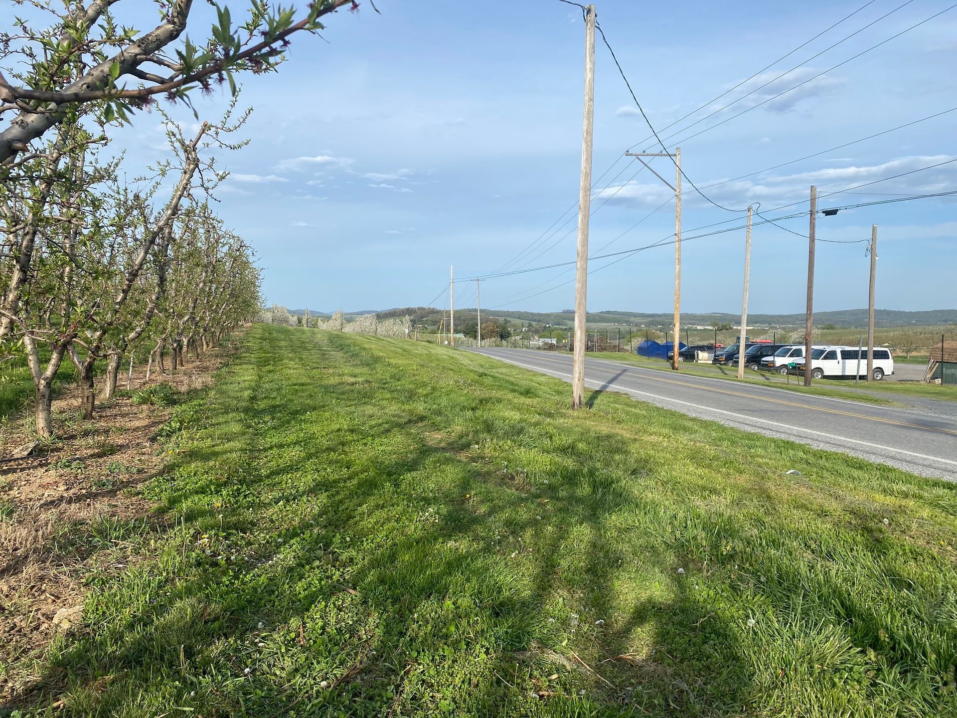 A row of trees along the side of a road.