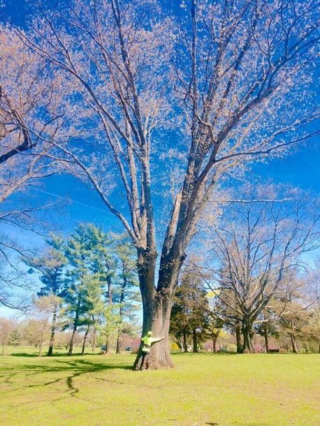 Tree Service — Beautiful Yard in Bridgewater, NJ