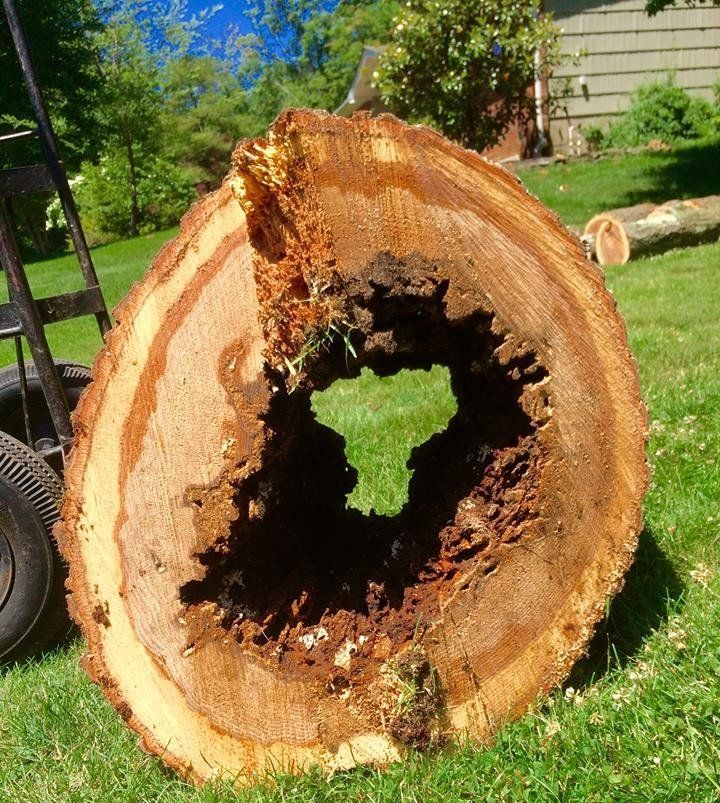 Tree Removal — Tree Stump in Bridgewater, NJ