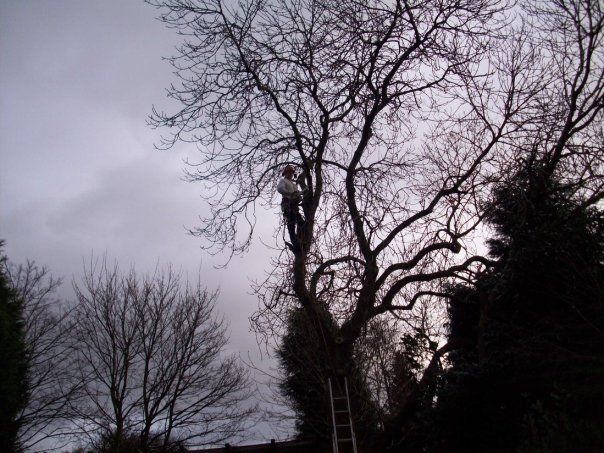 Tree cutting services