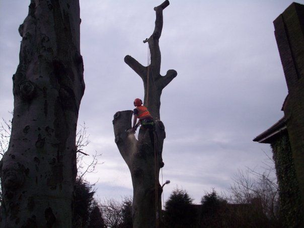 Tree felling