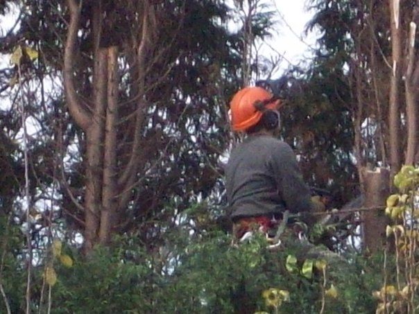 Tree surgeon