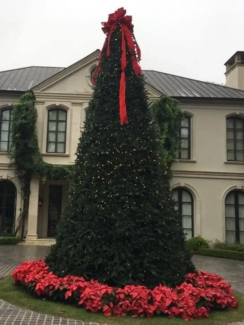 A large, conical Christmas tree decorated with lights and a red bow stands outside a house, surrounded by red poinsettias.