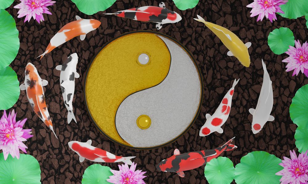 Koi or Fancy Crap Swim in A Circle