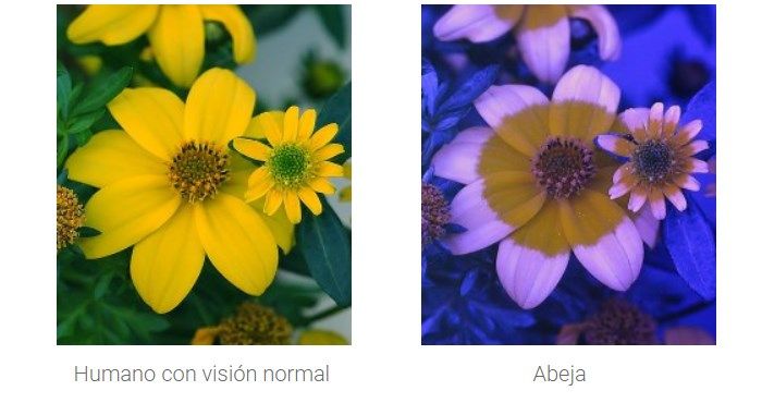 visión ojo humano vs una abeja