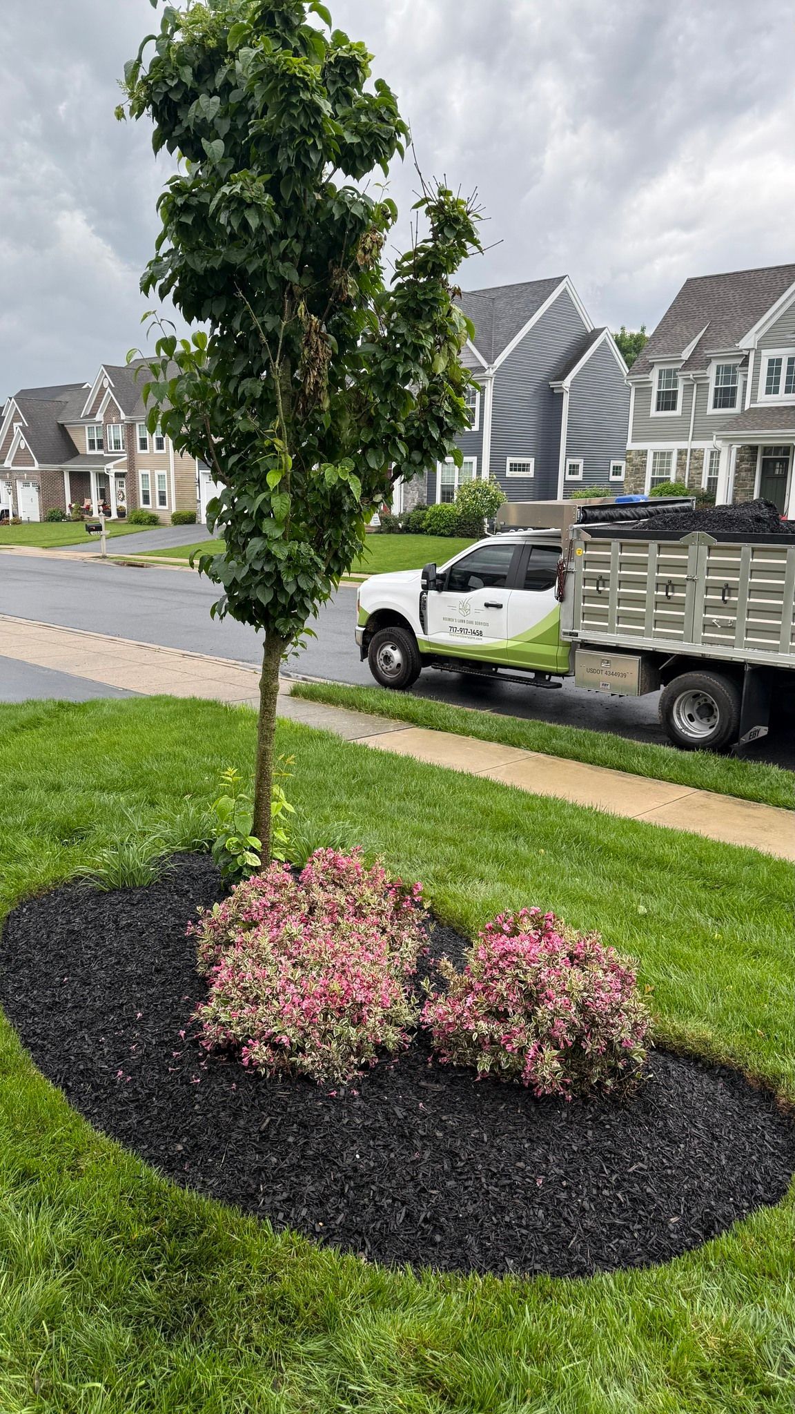 A tree and pink plants in a black mulched bed on a lawn, truck in the background.