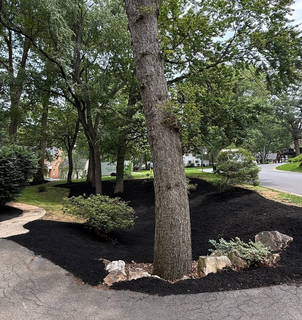 Tree trunk surrounded by black mulch, small bushes, and a paved driveway.
