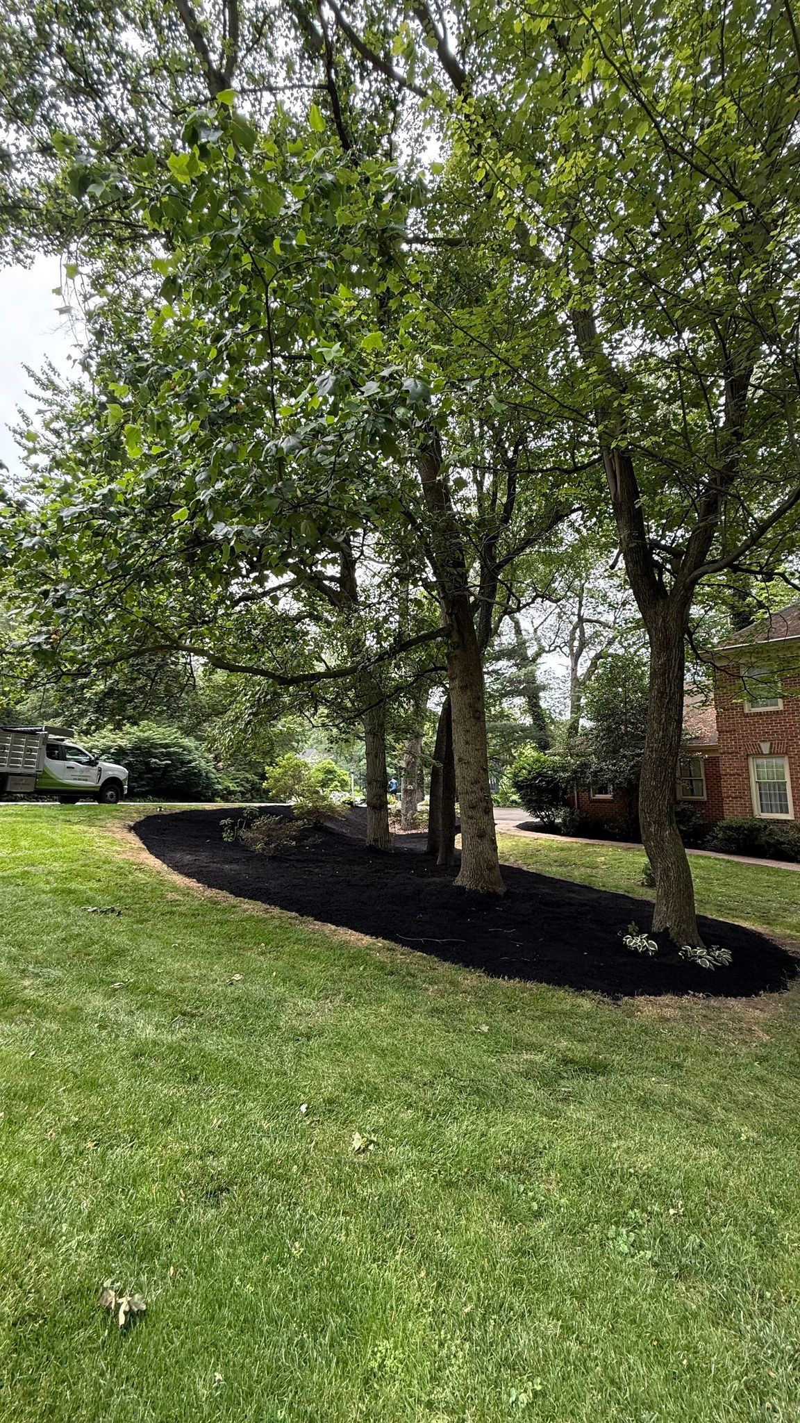 Three trees with green leaves and light bark, surrounded by dark mulch, in a grassy yard.