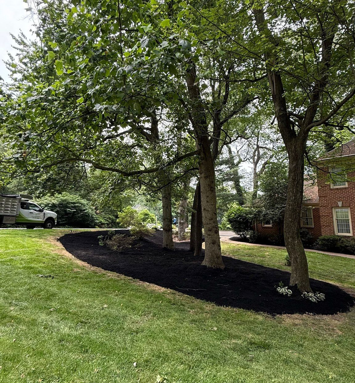 Trees surrounded by black mulch in a grassy yard, near a house.