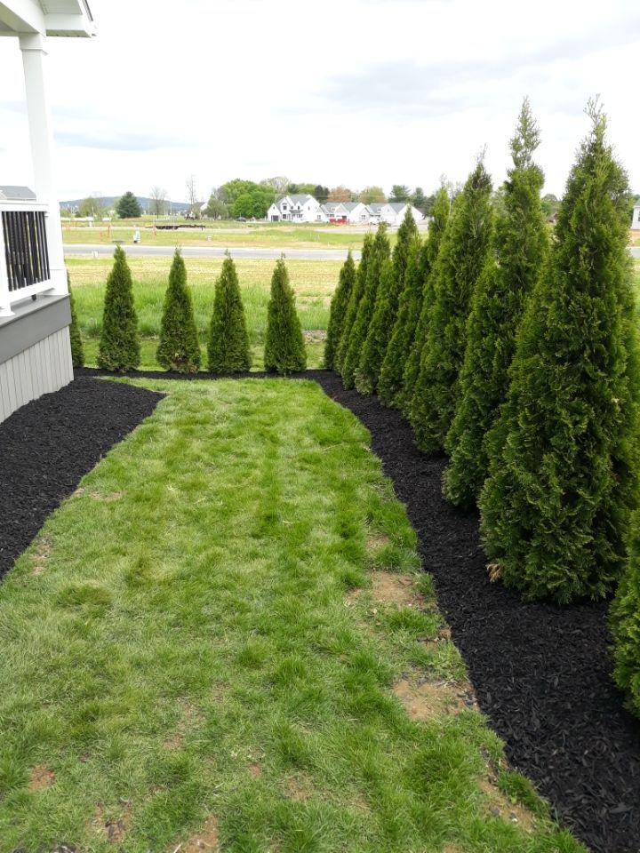 Row of green evergreen trees lining a strip of black mulch beside green grass and a house.