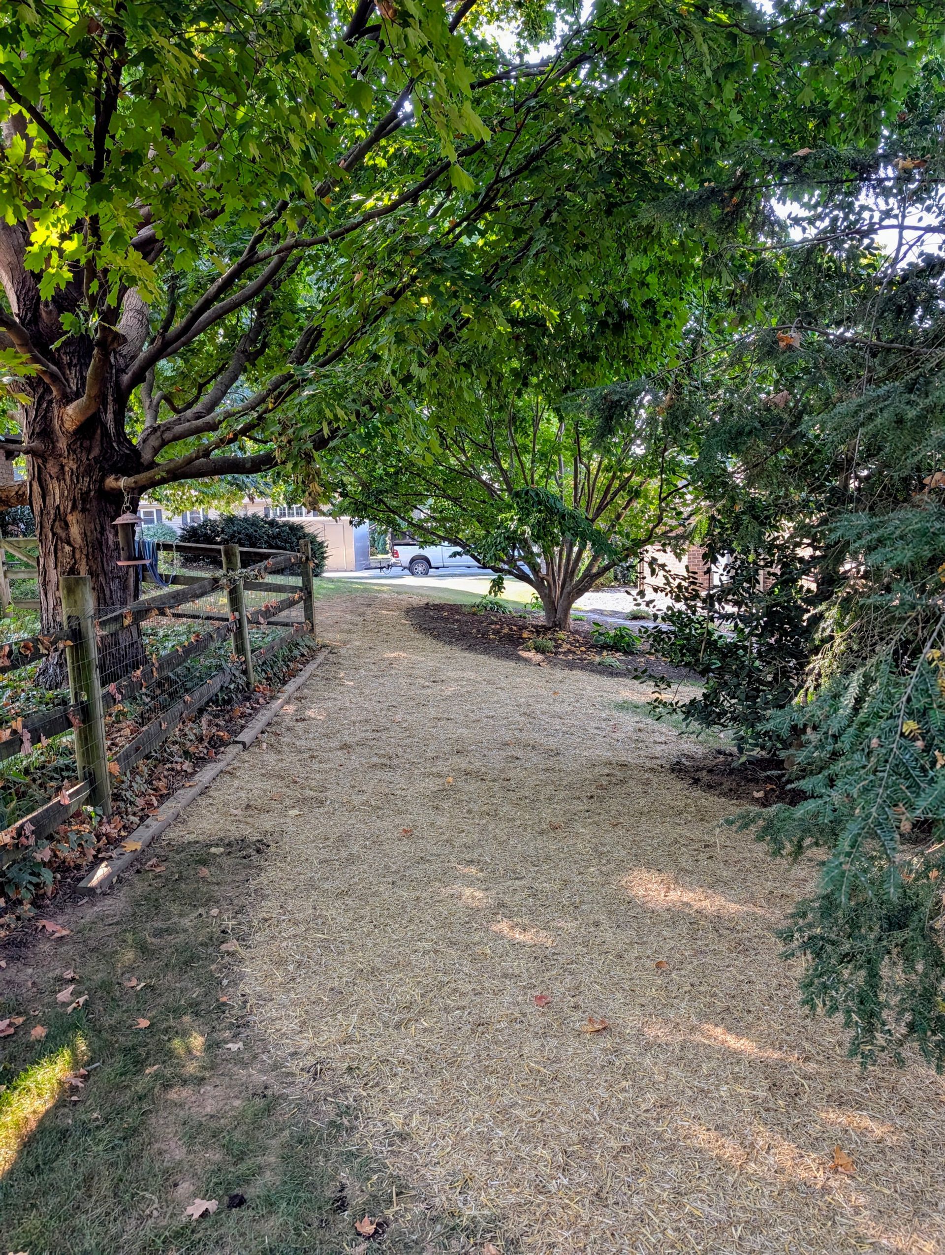 Gravel path through a garden, lined by trees and a wooden fence. Sunlight filters through the green leaves.