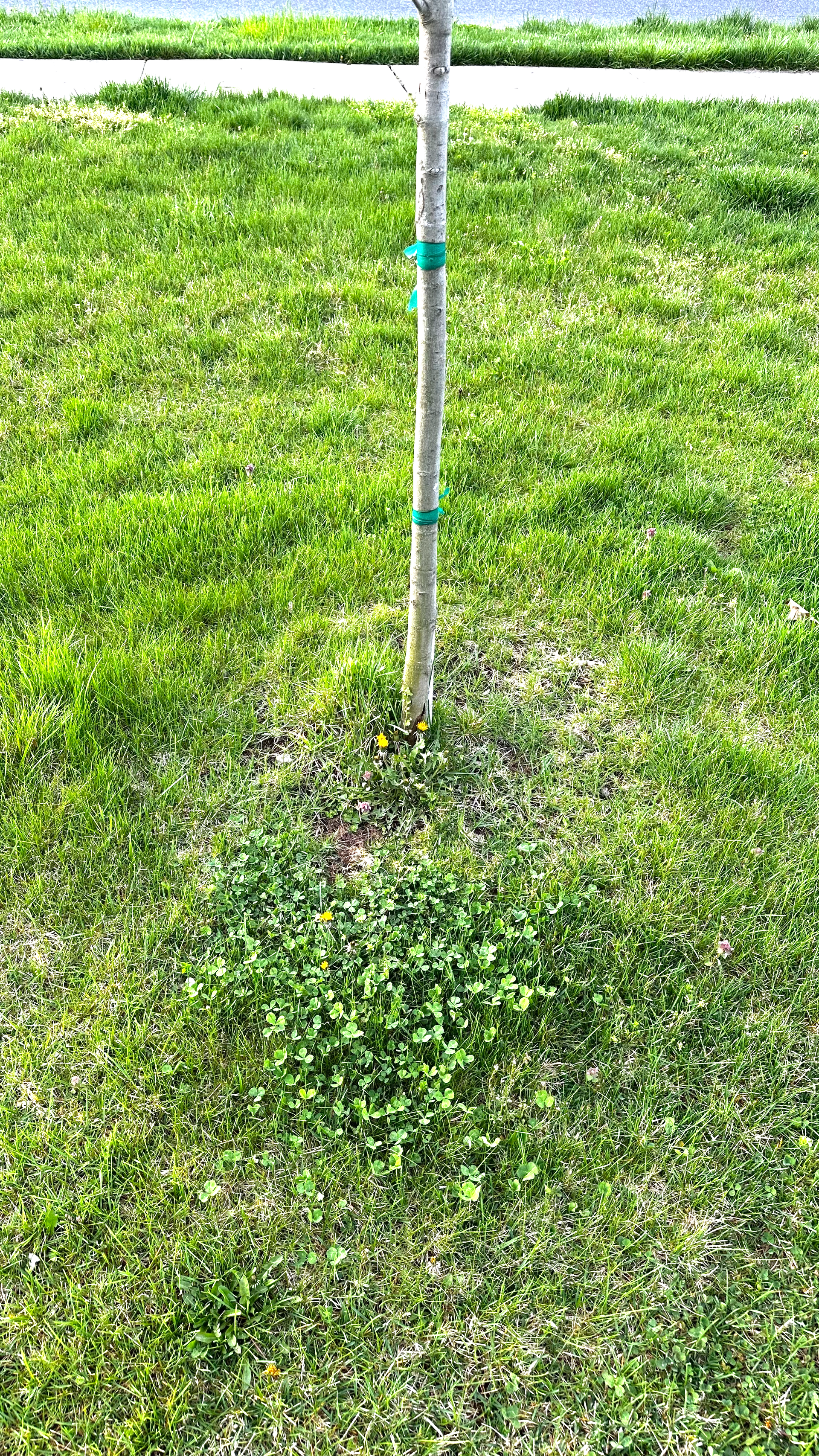 heemers lawn care services