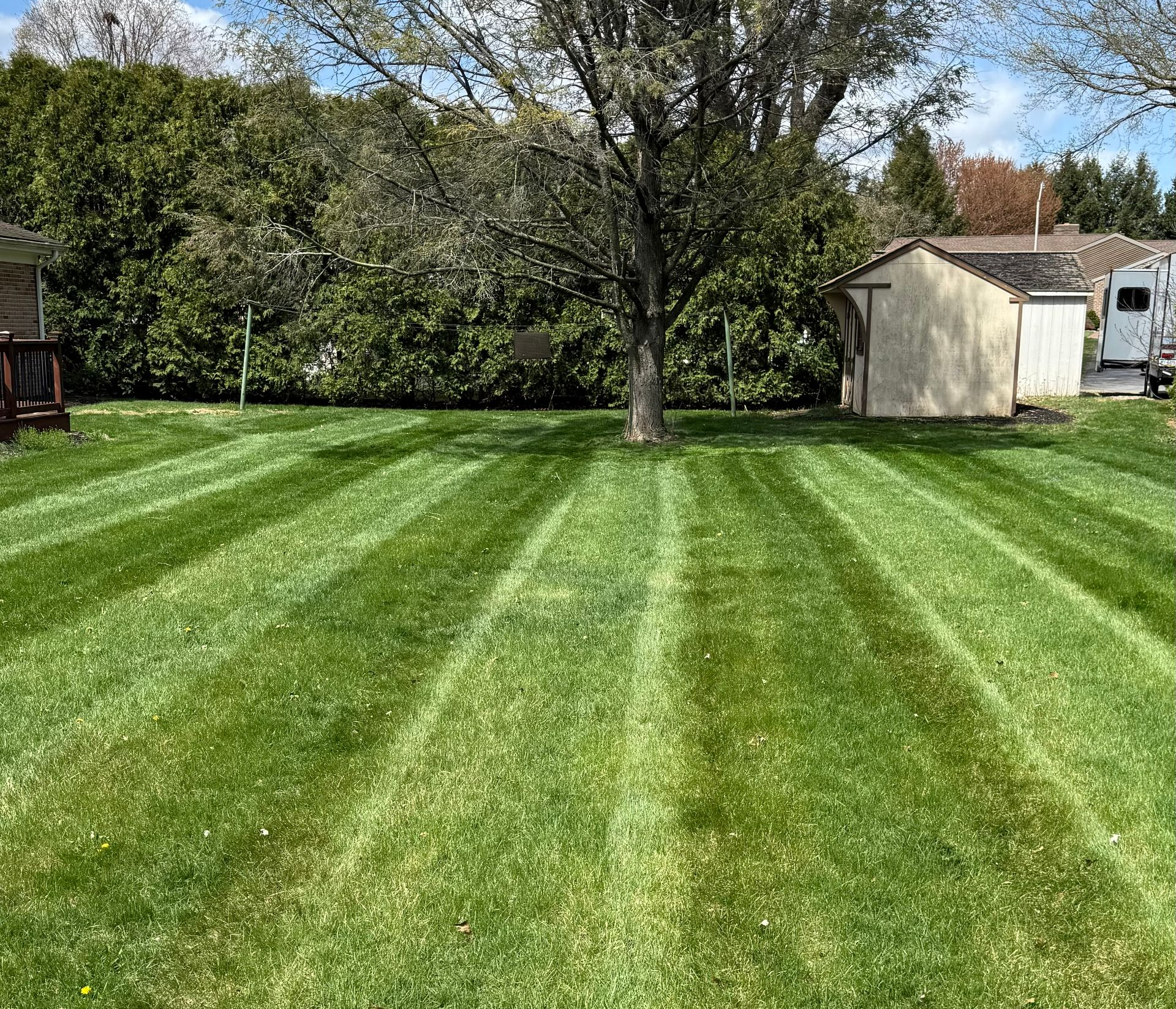Lawn with striped pattern, tree in the center, small shed, and evergreen trees in the background.