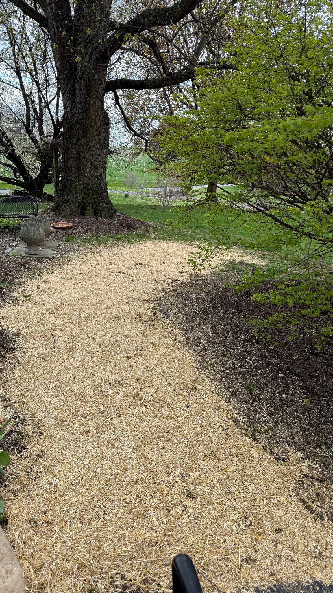Wood-chipped path through a garden, leading to a tree. Green foliage and brown earth on either side.