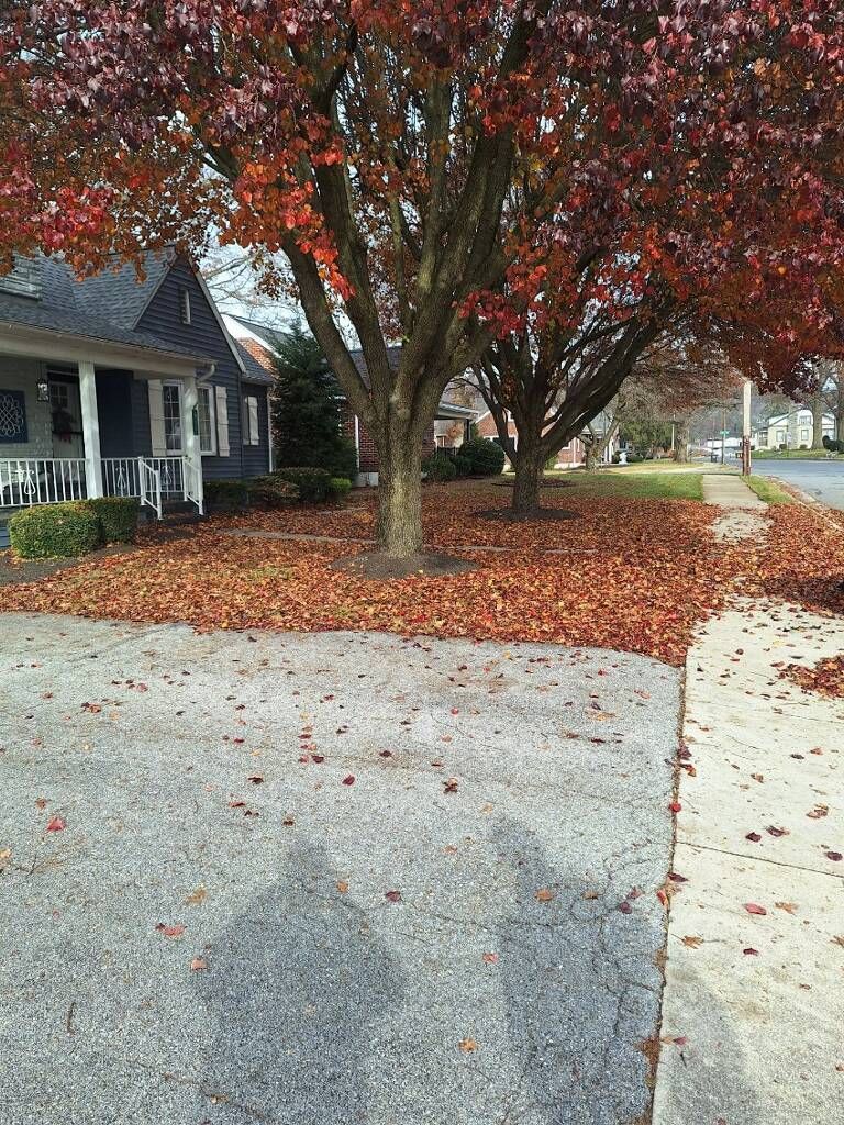 leaf removal before