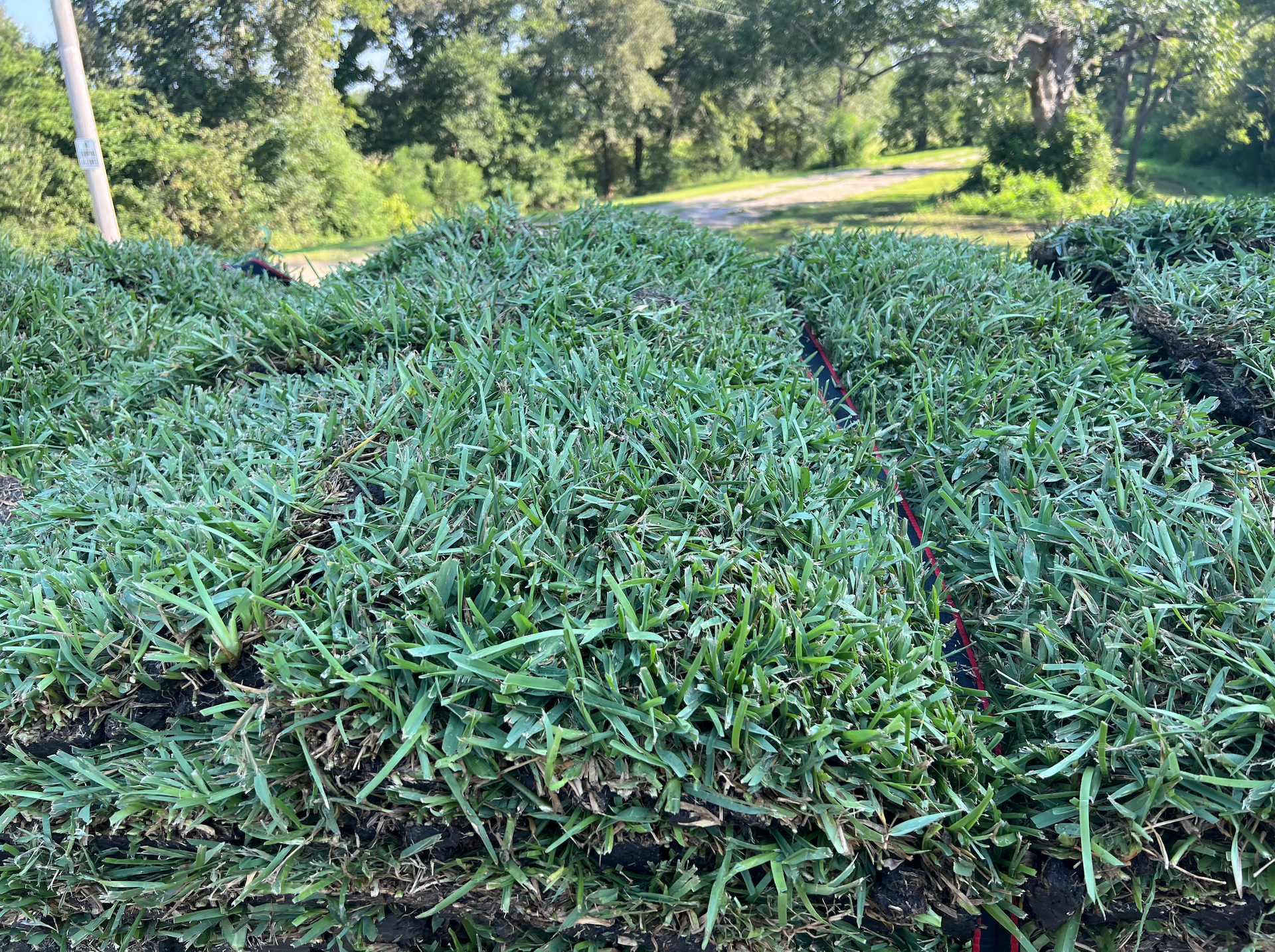 Sod Installation - image1