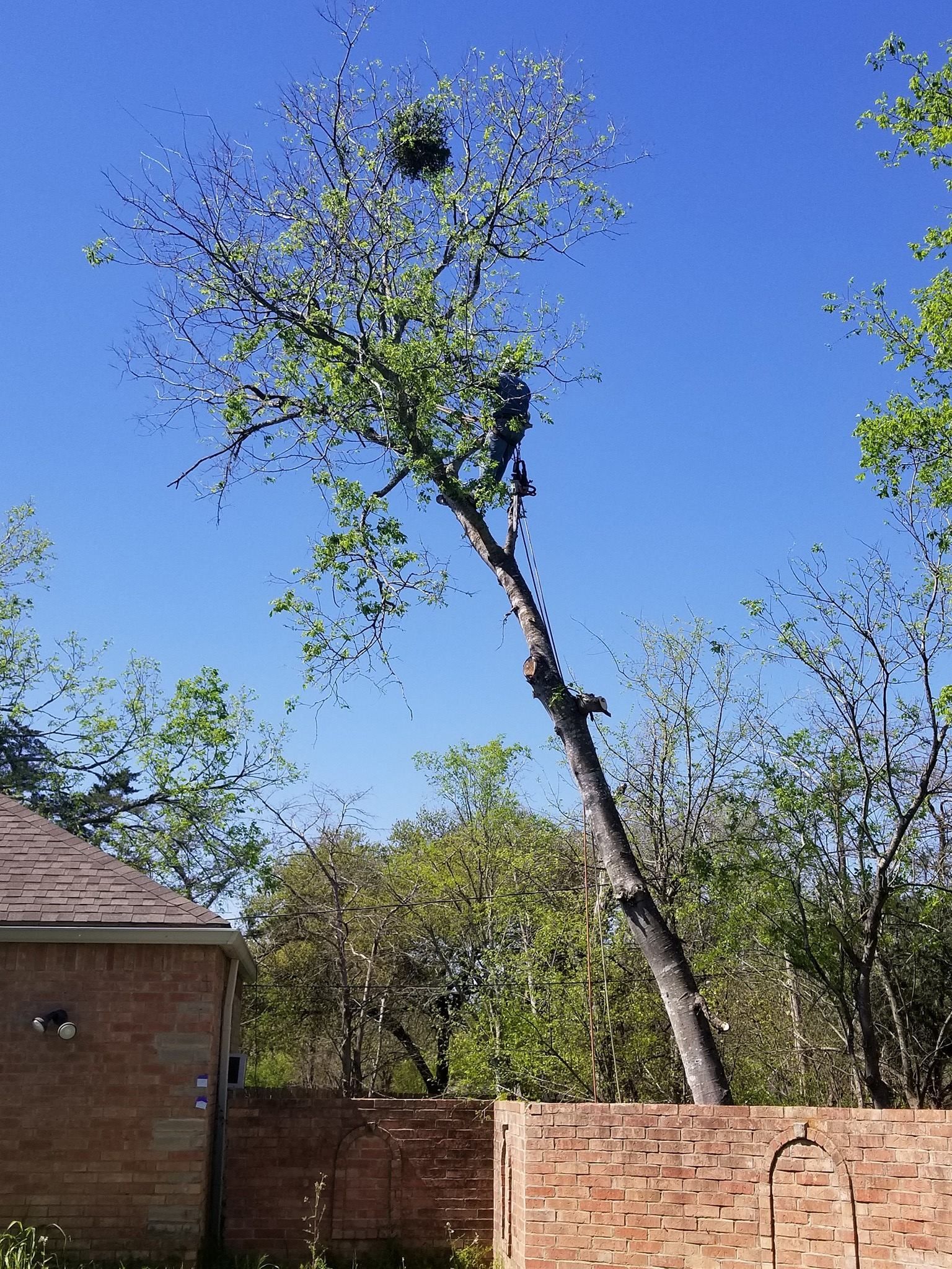 A man is climbing a tree in front of a house.