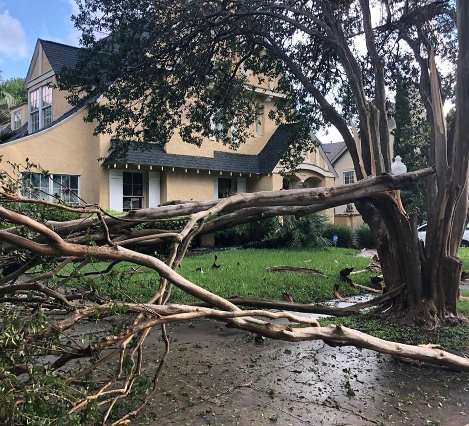 A tree that has fallen in front of a house