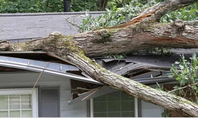 A tree has fallen on the roof of a house.