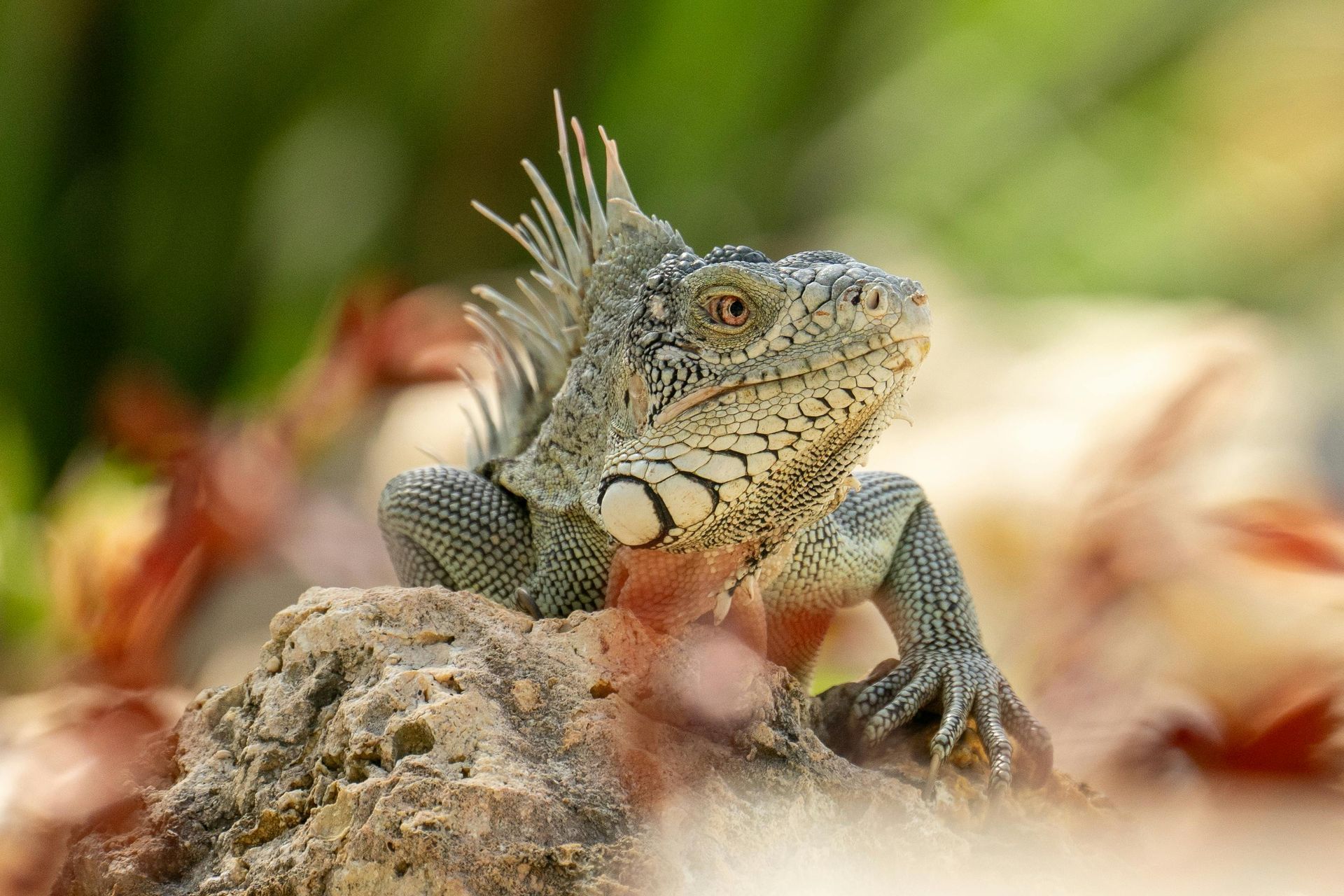 Green iguana on a rock, with spiky crest and patterned skin.