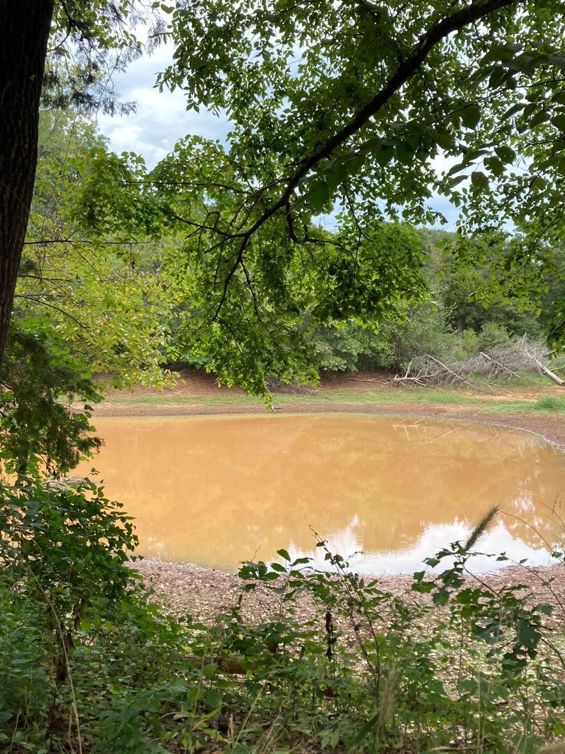 Pond with brown water, surrounded by green foliage and a tree. Cloudy sky peeks through the branches.