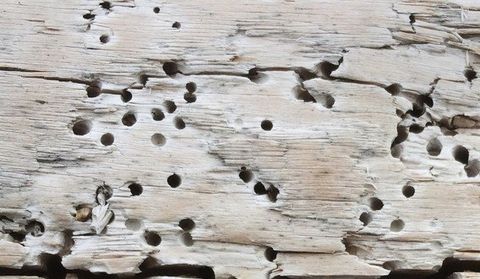 woodworm infection