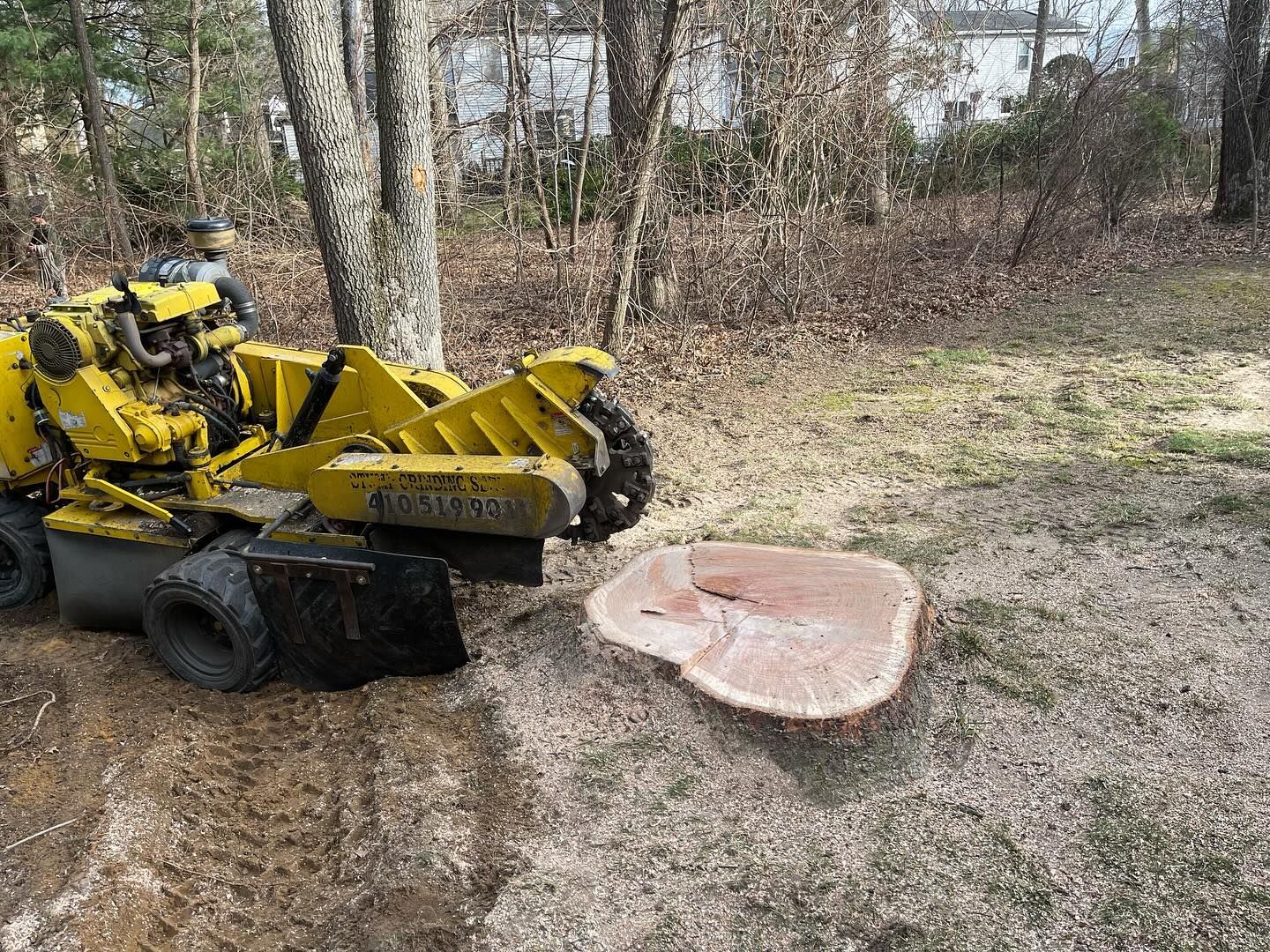 A yellow stump grinder is cutting a tree stump in the woods.
