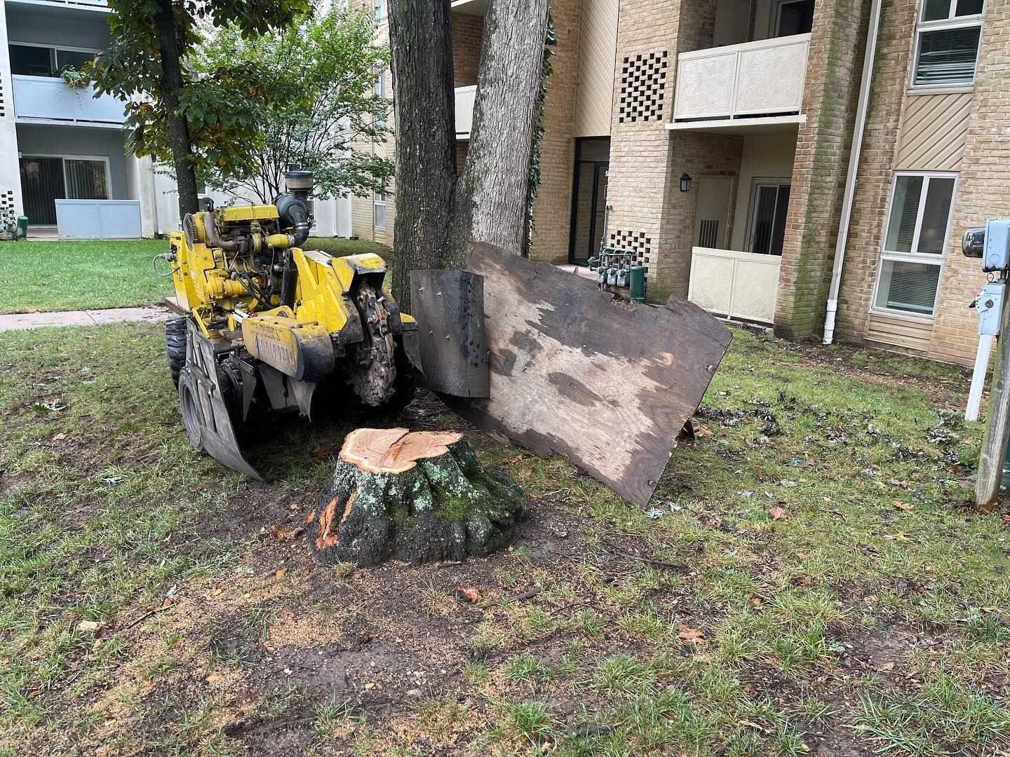 A yellow tractor is cutting down a tree stump in front of a building.