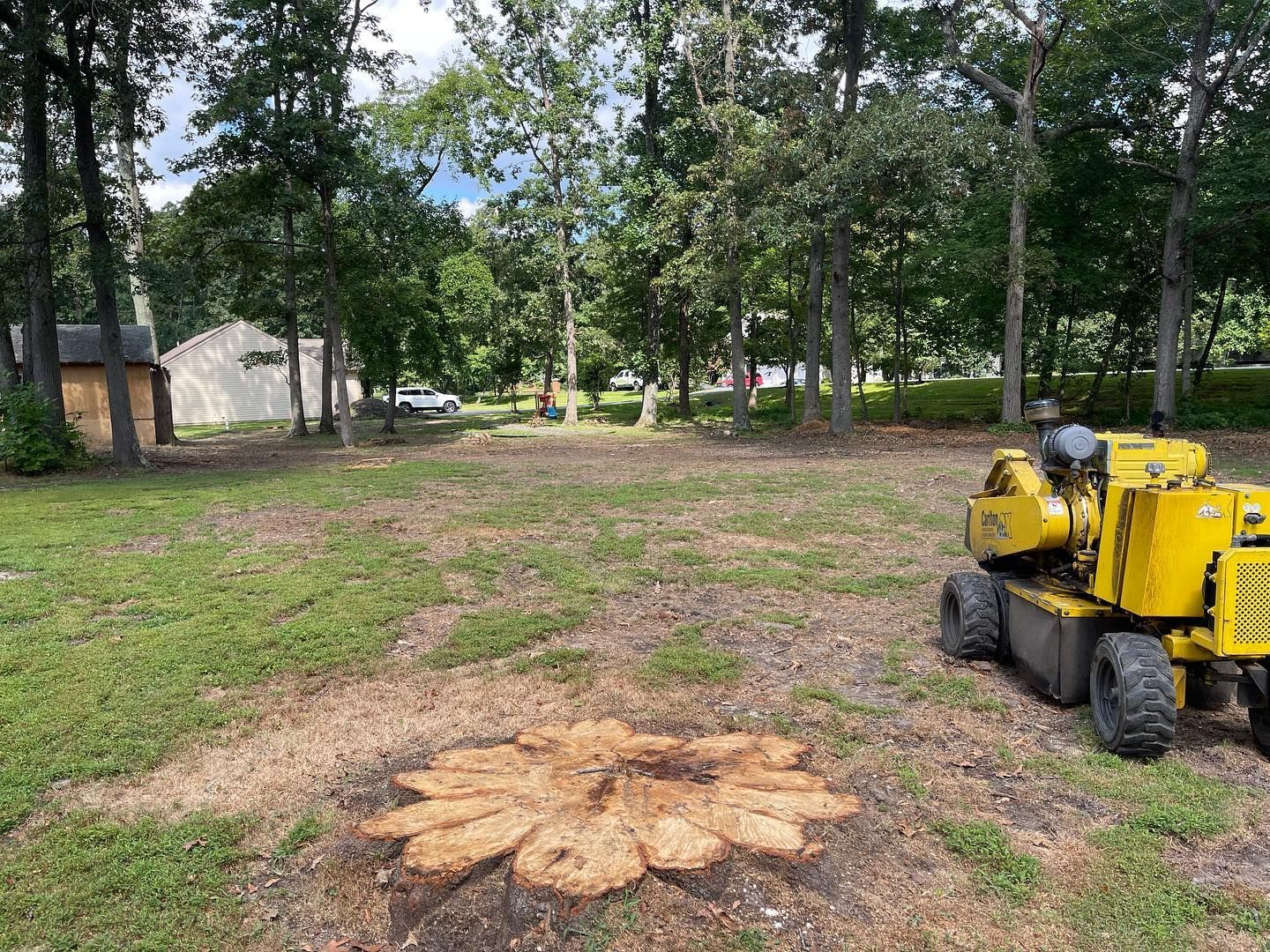 A yellow stump grinder is cutting a tree stump in the middle of a grassy field.