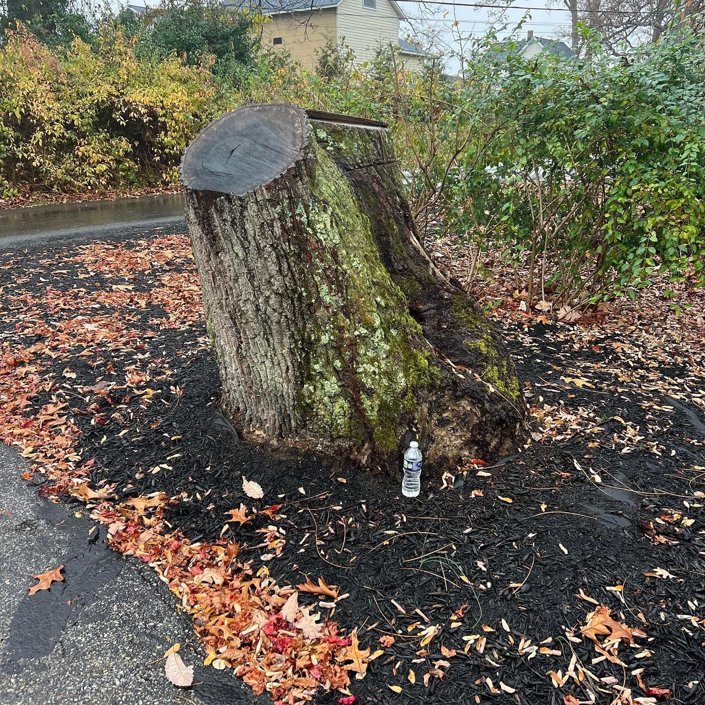 A tree stump is sitting on the ground next to a bottle of water.