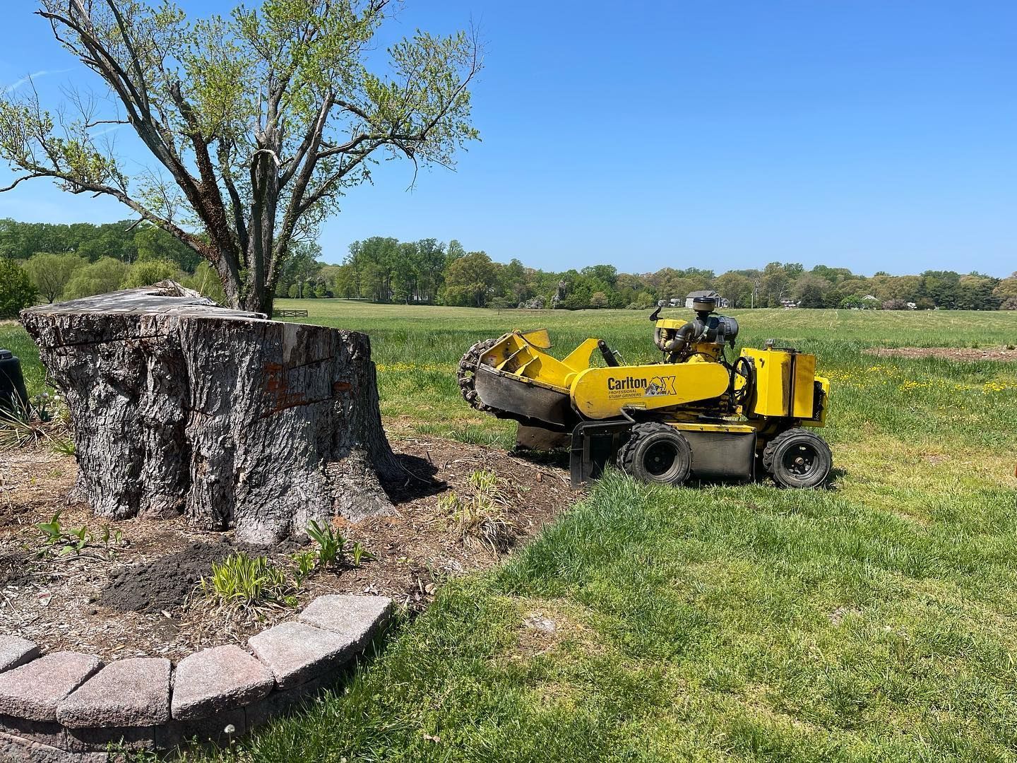 A yellow stump grinder is cutting a tree stump in a field.
