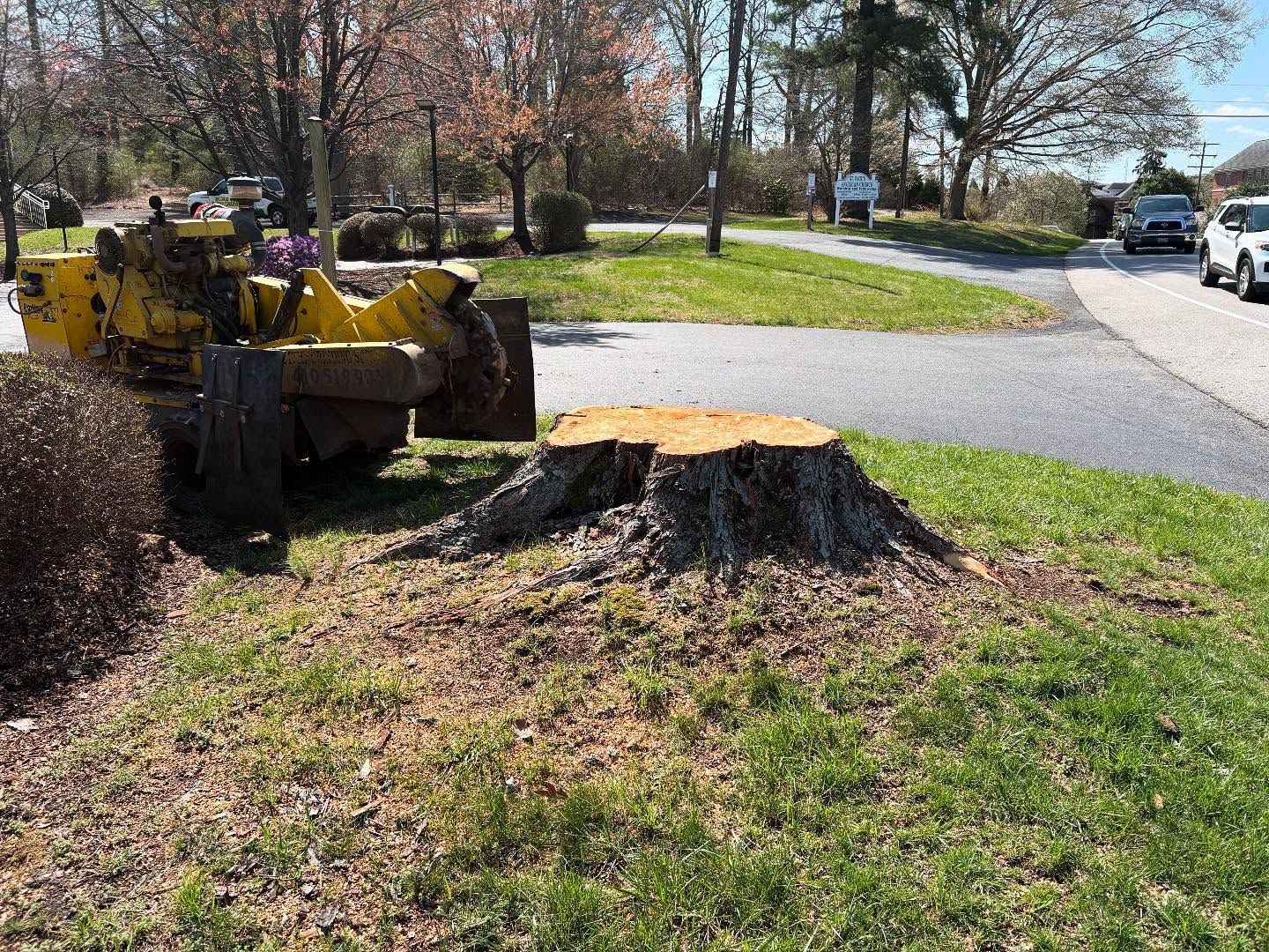 A yellow stump grinder is cutting down a tree in front of a building.
