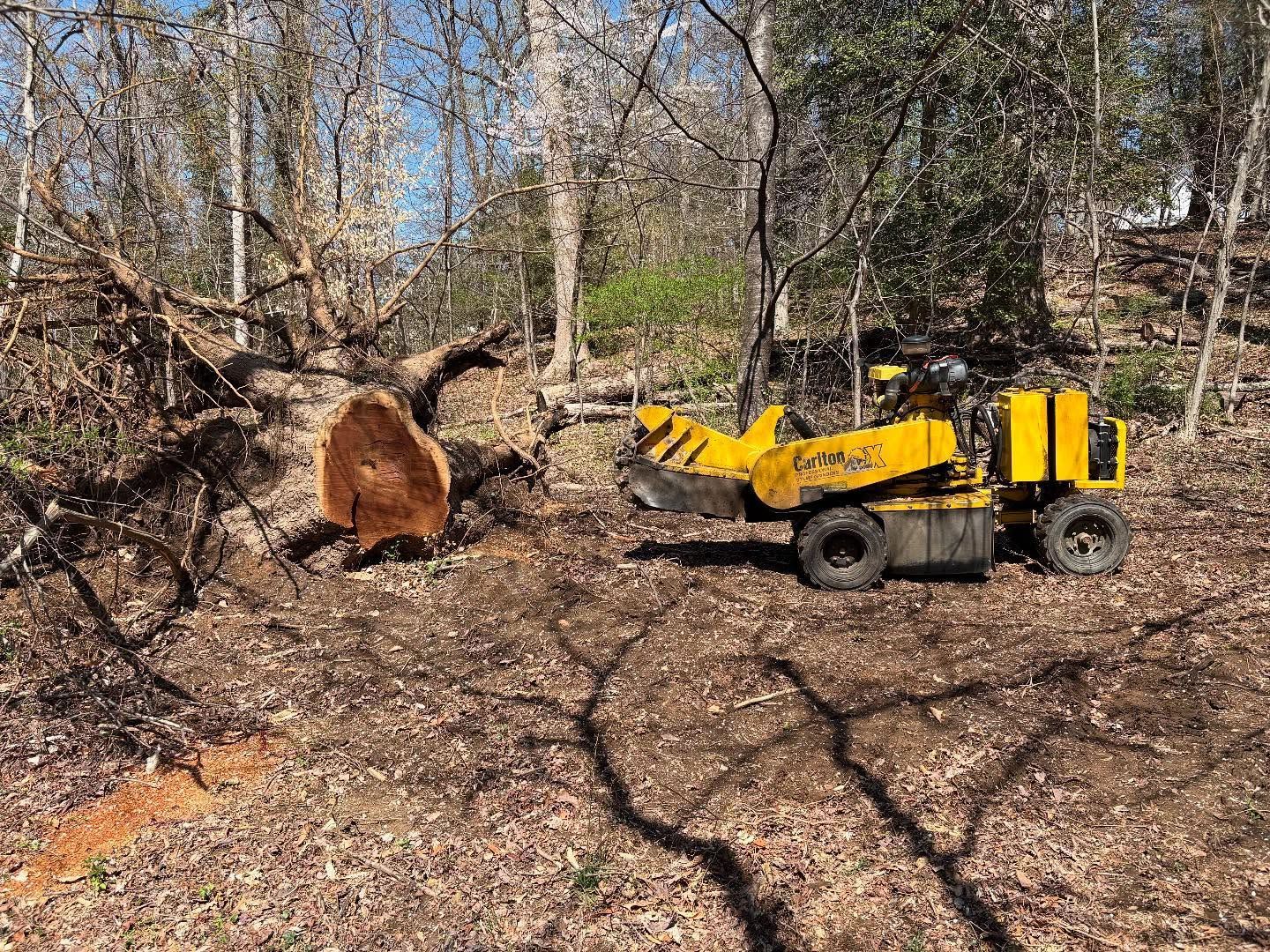 A yellow stump grinder is cutting a tree in the woods.