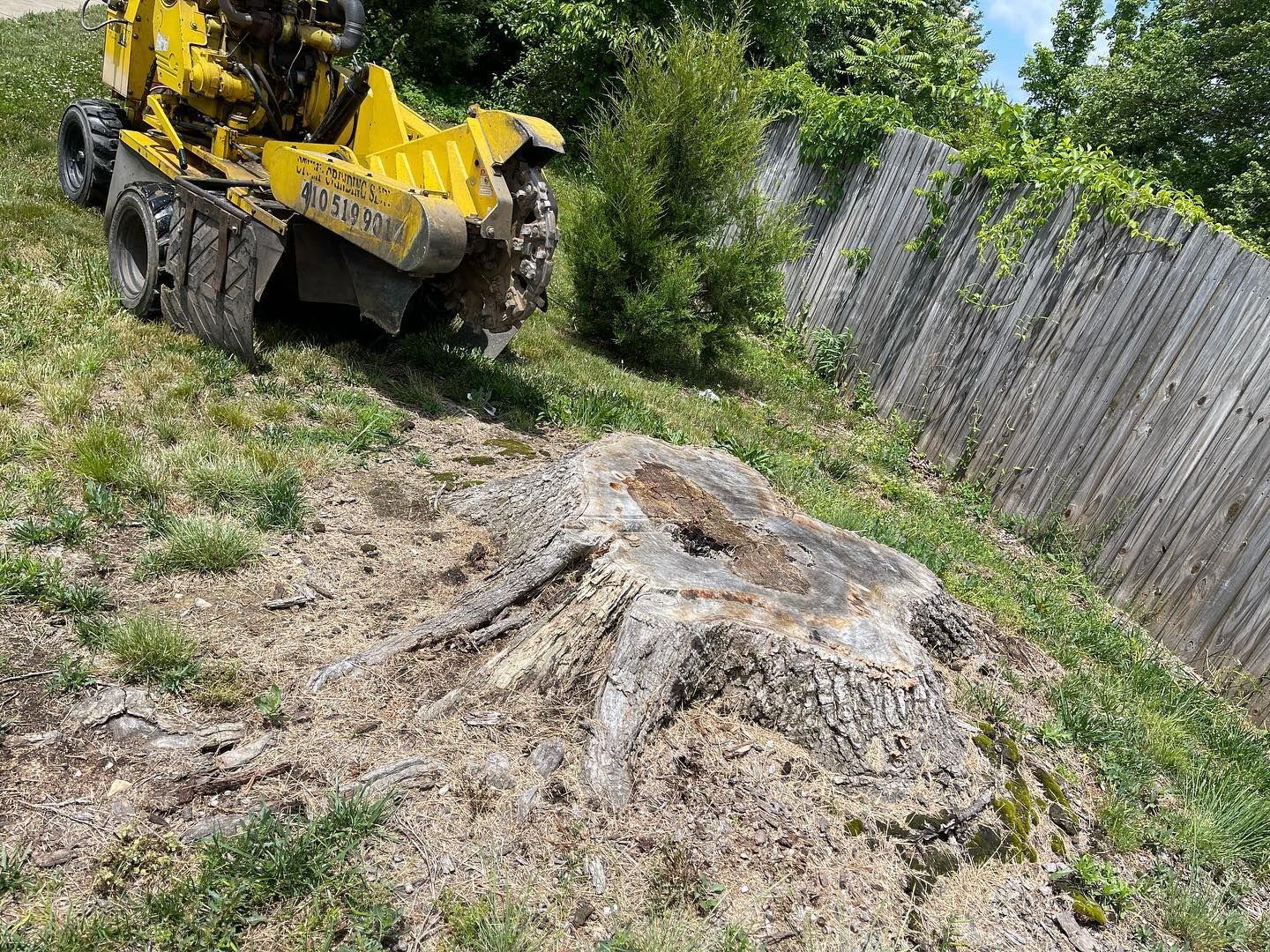 A large tree stump is being removed by a yellow stump grinder.