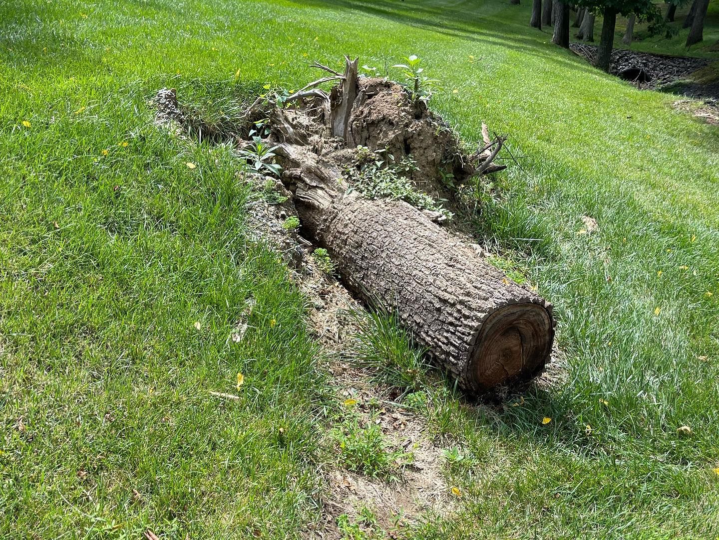 A large log is laying on top of a lush green field.