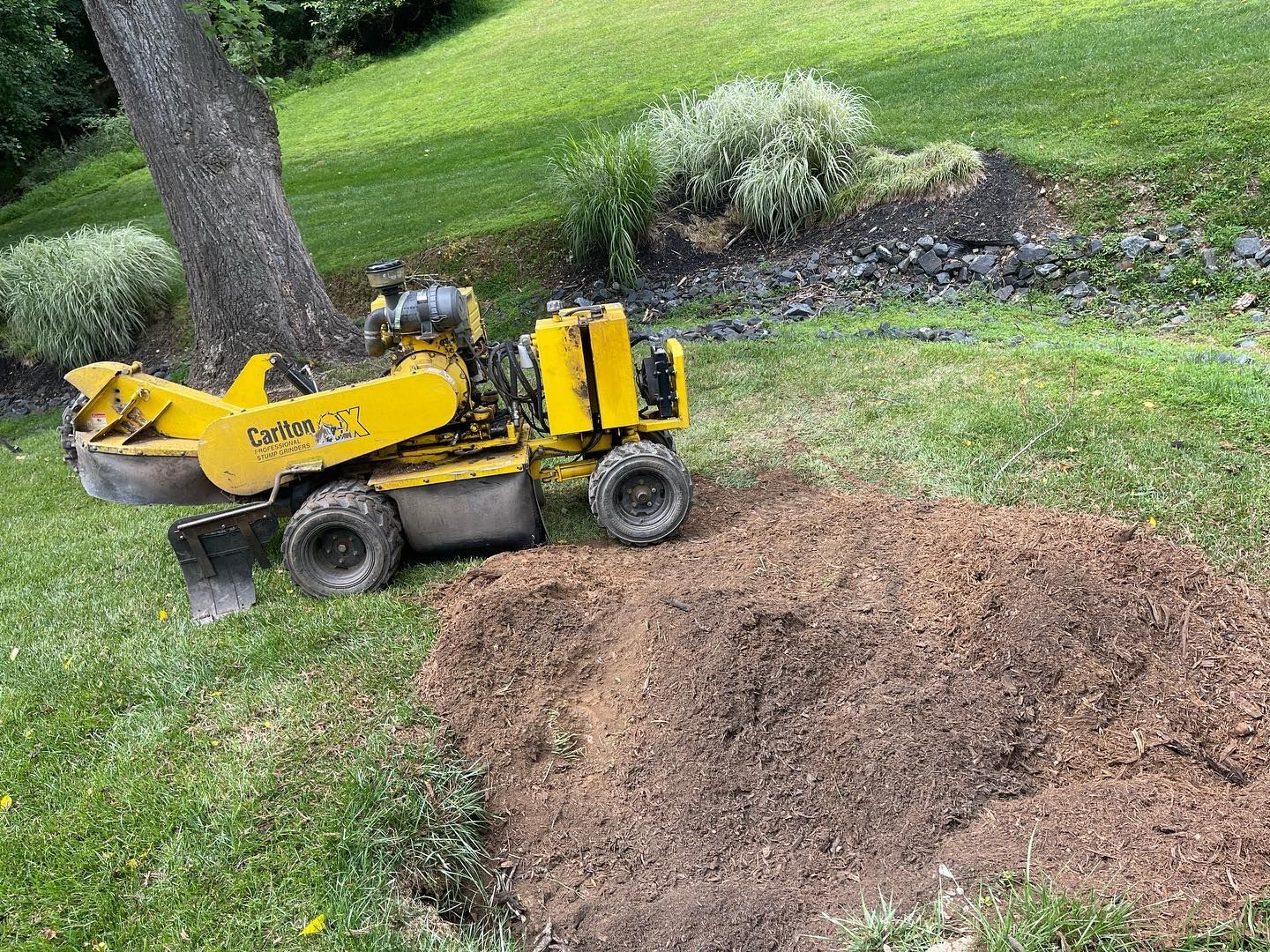 A yellow stump grinder is grinding a tree stump in a yard.